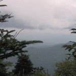 Abies fraseri Dalc'h