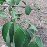 Ligustrum japonicum Leaf