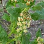 Reseda odorata Blüte