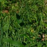 Crepis lampsanoides Libunga