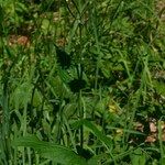 Crepis lampsanoides Habit