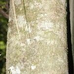 Licania densiflora Écorce