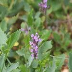 Lavandula rotundifolia Flor