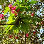 Rhododendron arboreum Leht