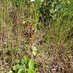 Linum usitatissimum Habitat