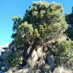 Pinus hartwegii عادت