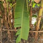 Musa spp. Blatt