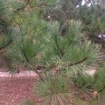 Pinus echinata موطن