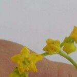 Haplophyllum tuberculatum Blomst