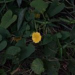 Camonea umbellata Fiore