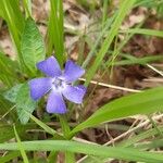 Vinca minorFlors