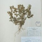 Clinopodium umbrosum Sonstige