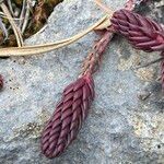 Petrosedum ochroleucum Feuille