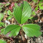 Fragaria chiloensis Foglia