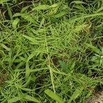 Paspalum repens Hoja