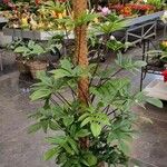 Philodendron pedatum Лист