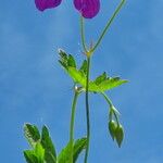 Geranium palustre Çiçek