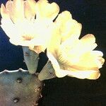 Opuntia stricta Flower