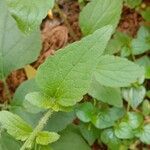 Ageratum conyzoides Лист