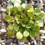 Claytonia rubra Habitus