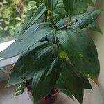 Hoya fusca Leaf