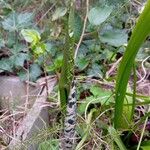 Dracunculus vulgaris Feuille