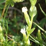 Gentiana nivalis Flower