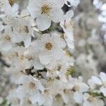 Prunus cerasus Flower