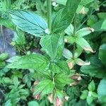 Epilobium alpestre Deilen