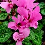 Cyclamen persicum Floro