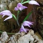 Cephalanthera rubraBlüte