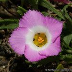 Linanthus dianthiflorus Flor