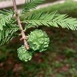 Taxodium distichum Frucht