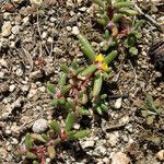 Portulaca halimoides موطن