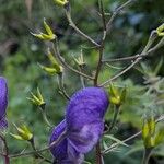 Aconitum degenii 果