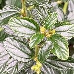 Ceanothus thyrsiflorus Leaf