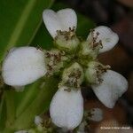 Neoguillauminia cleopatra Flors