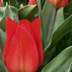 Tulipa agenensis Kvet