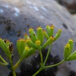 Bupleurum fruticescens Fruto