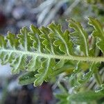 Pedicularis gyroflexa Leaf