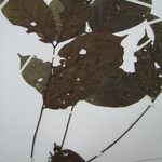 Tachigali bracteolata Máis