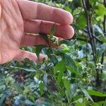 Solanum pseudocapsicumফুল