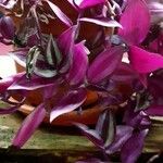 Tradescantia zebrina Blad