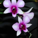 Dendrobium bigibbum 花