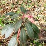 Euphorbia amygdaloides Blatt