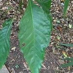 Aphelandra arborea Feuille