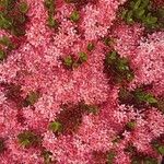 Ixora chinensisFlower