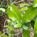 Acronychia laevis 葉