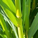 Avena sativa Leaf