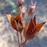 Tuberaria lignosa Frucht